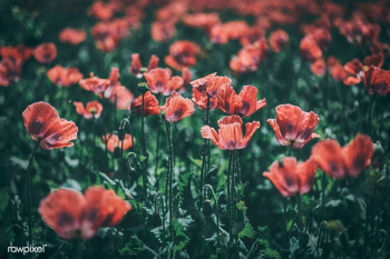 A field of poppies | Free stock photo - 488343