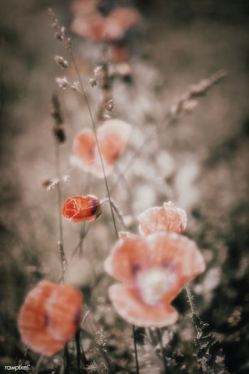A field of poppies | Free stock photo - 488380