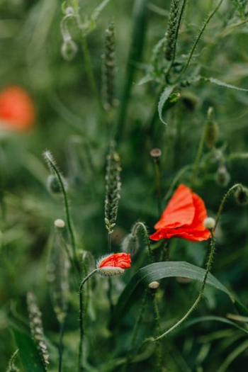 A field of Red Poppies