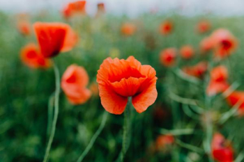 A field of Red Poppies
