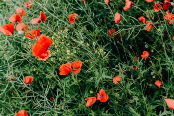 A field of Red Poppies