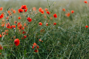 A field of Red Poppies