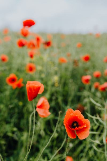 A field of Red Poppies