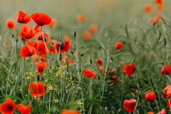 A field of Red Poppies
