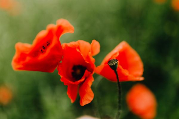 A field of Red Poppies