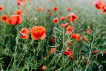 A field of Red Poppies