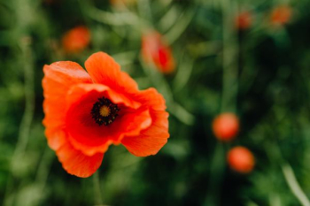 A field of Red Poppies