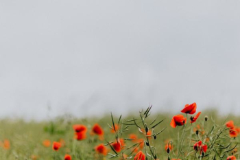 A field of Red Poppies
