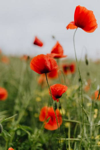 A field of Red Poppies