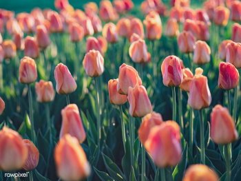 A field of tulips | Free stock photo - 457198 A field of tulips | Free stock photo - 457198