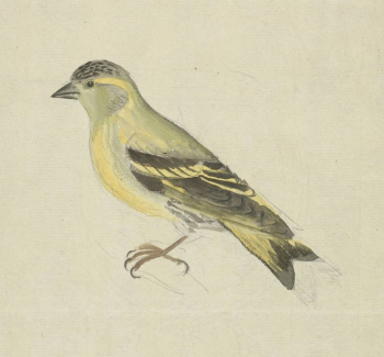 A Finch (Siskin?) | Free Photo - rawpixel A Finch (Siskin?) | Free Photo - rawpixel