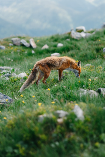 a fox in a field of grass and rocks a fox in a field of grass and rocks