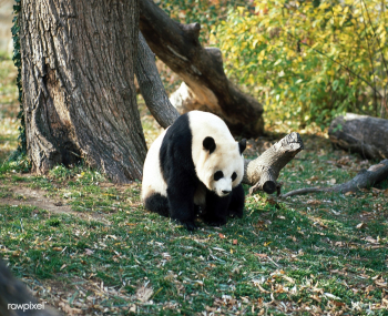 A giant panda, the star attraction at the Smi.. | Free public domain photo - 421945