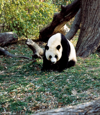 A giant panda, the star attraction at the Smi.. | Free public domain photo - 421946