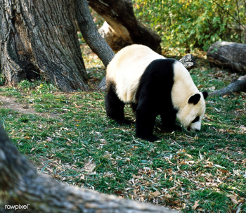 A giant panda, the star attraction at the Smi.. | Free public domain photo - 421954