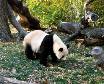 A giant panda, the star attraction at the Smi.. | Free public domain photo - 421955