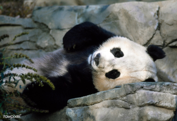 A giant panda, the star attraction at the Smi.. | Free public domain photo - 421958