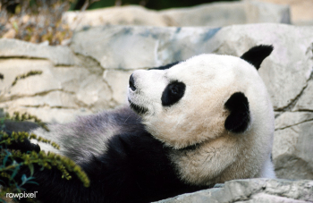 A giant panda, the star attraction at the Smi.. | Free public domain photo - 421967