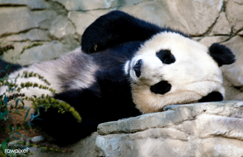 A giant panda, the star attraction at the Smi.. | Free public domain photo - 421968
