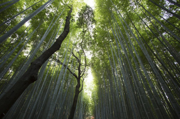 A green canopy of bamboo | Free Photo - rawpixel