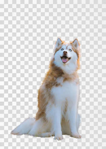 A happy Husky dog PNG transparent