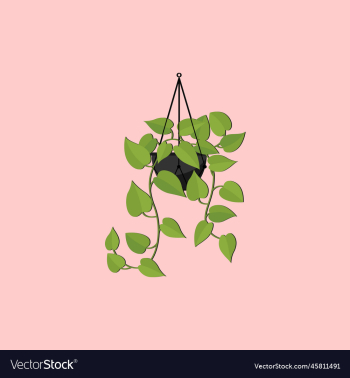 a house plant hanging pl