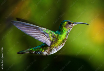 A hummingbird flies free and the majestic wings are seen in all their expression