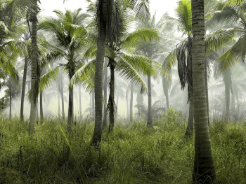 A large group of palm | Free Photo - rawpixel