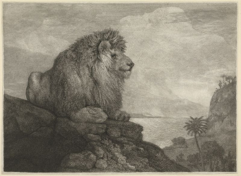A Lion A Lion resting | Free Photo - rawpixel A Lion A Lion resting | Free Photo - rawpixel
