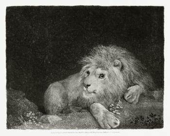 A Lion: A recumbent Lion (1788) by George… | Free public domain illustration A Lion: A recumbent Lion (1788) by George… | Free public domain illustration