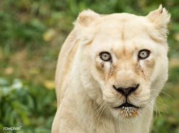 A lioness, one of the prized animals at the C.. | Free public domain photo - 422086