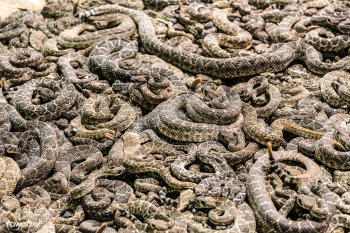 A literal pit of vipers at the &quot;World&#3.. | Free public domain photo - 434219