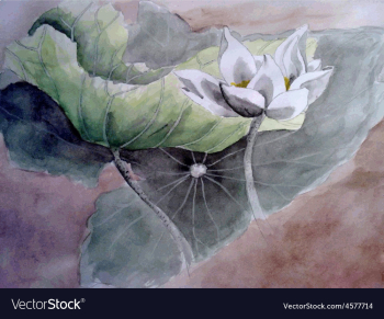 A lotus flower vector image