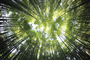 A low-angle shot of a canopy | Free Photo - rawpixel