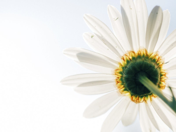 A low-angle shot of a flower | Free Photo - rawpixel