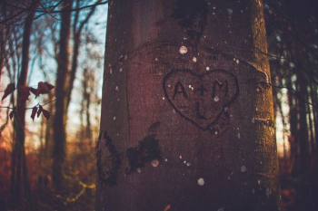 A+M carved on tree A+M carved on tree