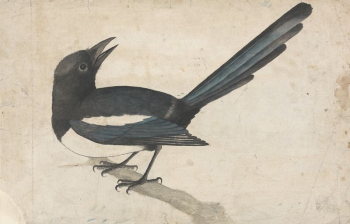A Magpie | Free Photo - rawpixel