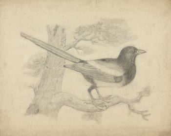 A Magpie in a Tree | Free Photo - rawpixel