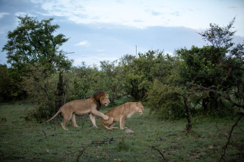 A male lion and lioness | Free Photo - rawpixel A male lion and lioness | Free Photo - rawpixel