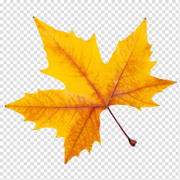 A maple leaf transparent background PNG clipart