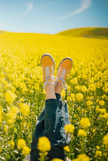 a person laying in a field of yellow flowers a person laying in a field of yellow flowers