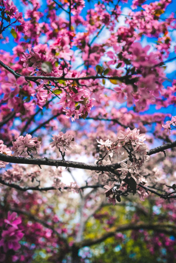 A Pink Cherry Blossom Tree