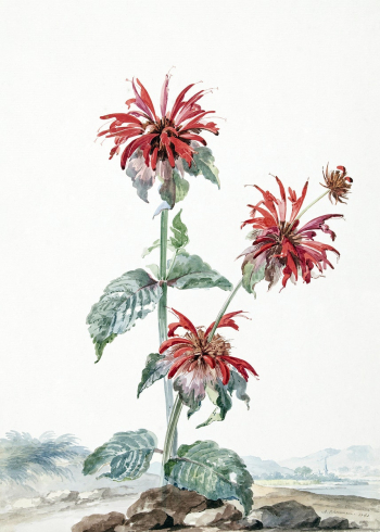 A Red Bergamot in a Landscape (1753) painting… | Free public domain illustration A Red Bergamot in a Landscape (1753) painting… | Free public domain illustration