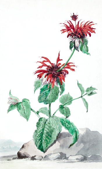 A Red Bergamot in a Landscape (ca.… | Free public domain illustration A Red Bergamot in a Landscape (ca.… | Free public domain illustration