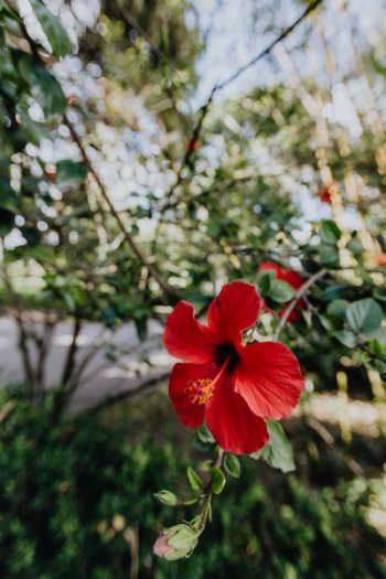 A red hibiscus flowers, Portugal A red hibiscus flowers, Portugal