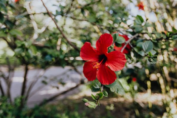 A red hibiscus flowers, Portugal A red hibiscus flowers, Portugal