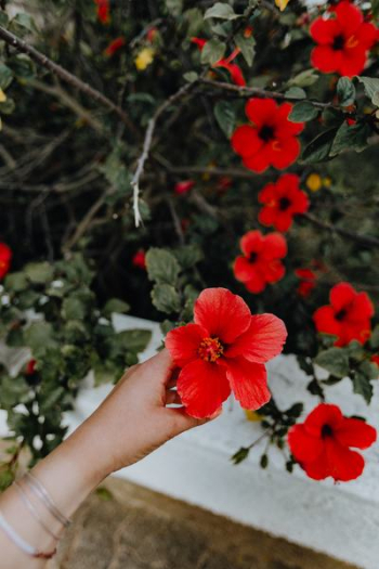 A red hibiscus flowers, Portugal A red hibiscus flowers, Portugal