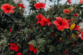 A red hibiscus flowers, Portugal A red hibiscus flowers, Portugal