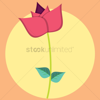 A single flower A single flower