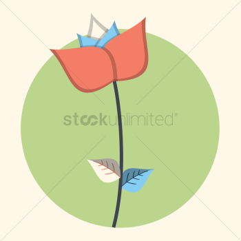 A single flower A single flower
